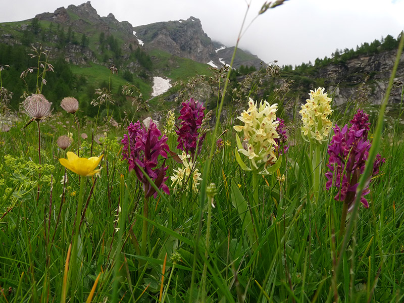 Alpe Veglia 3: Meriderma sp.